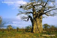 Baobab 34-12-01